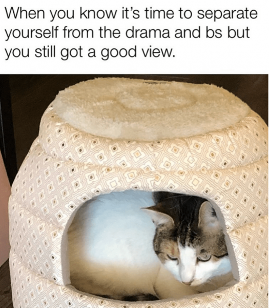 cat-in-home.png