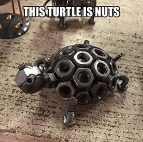 this-turtle-is-nuts.png