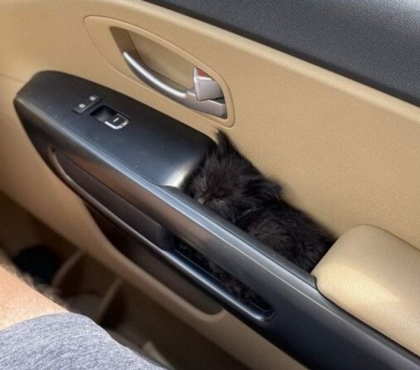 cat-in-cars-side.jpg