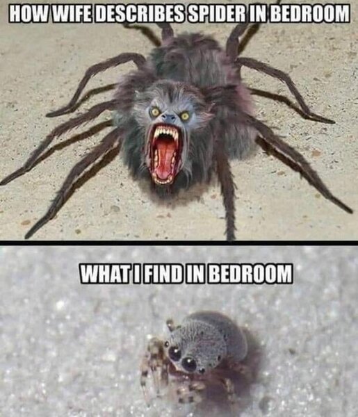 wife-describes-spider.jpg