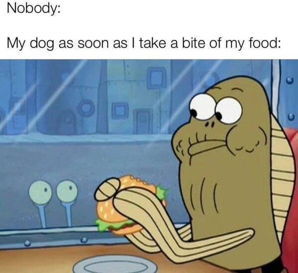 animal-nobody-my-dog-as-soon-as-take-bite-my-food-2-c.jpg