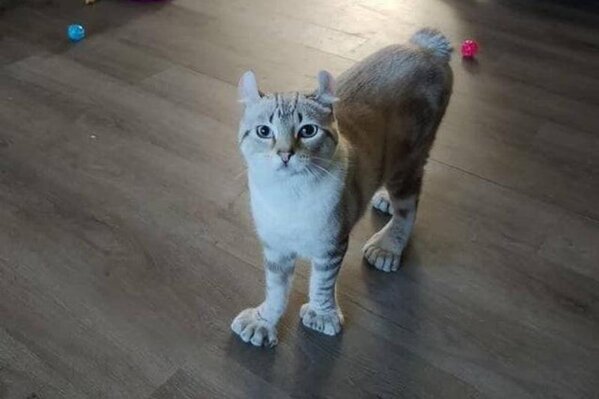 Cat-With-Polydactyly-66489.jpeg