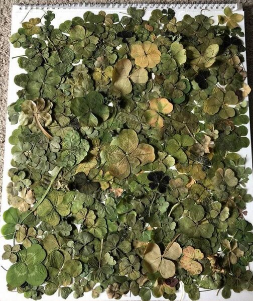 Collection-of-200-4-Leaf-Clovers-38374.jpeg