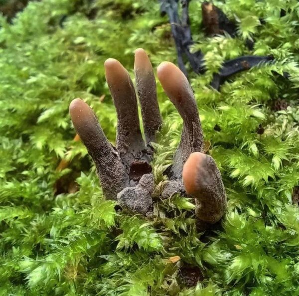 Dead-Mans-Fingers-Fungus-84190.jpeg