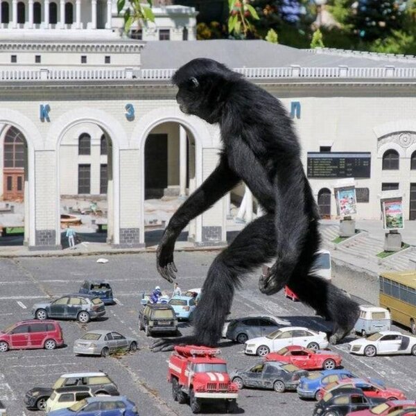 Gibbon-Monkey-Walks-Through-Model-Cars-18038-14235.jpeg