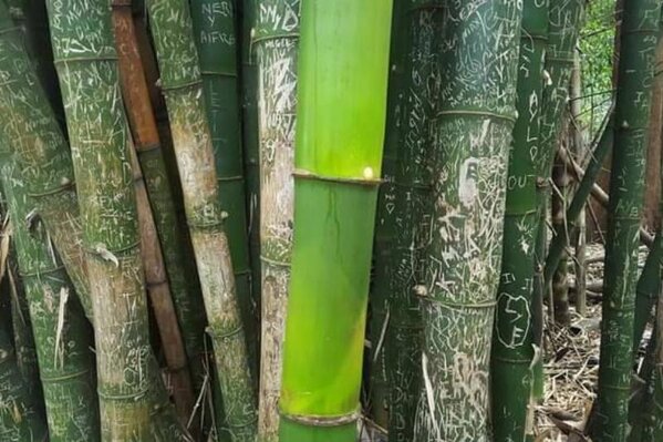 Fresh-Bamboo-Grown-With-No-Tourists-Around-48980-55369.jpeg