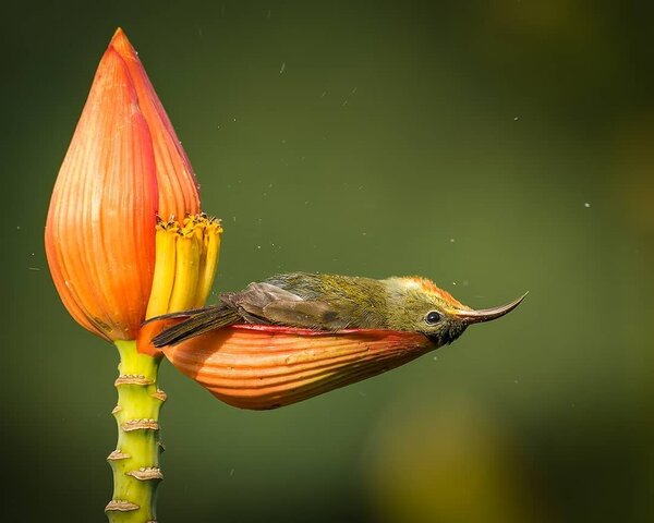 Female-Crimson-Sunbird-In-Banana-Flower-Leaf-25375.jpeg