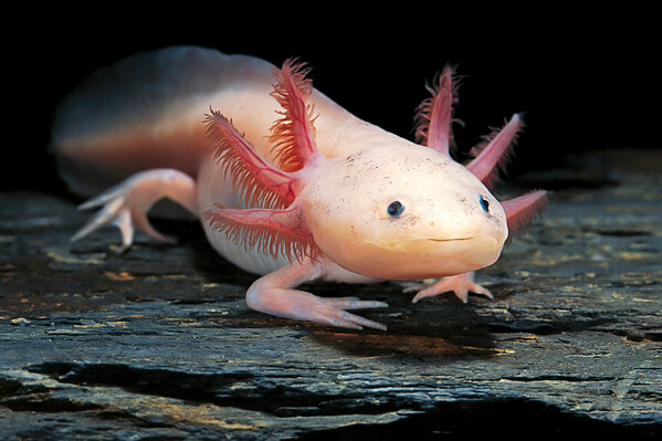 320445-1600x1066-ambystoma-mexicanum-f-leucistic-axolotl.jpg