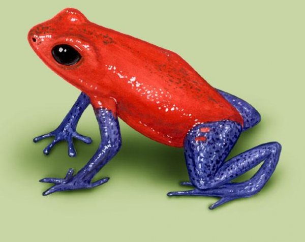 frog-real_zpsb899f703.jpg