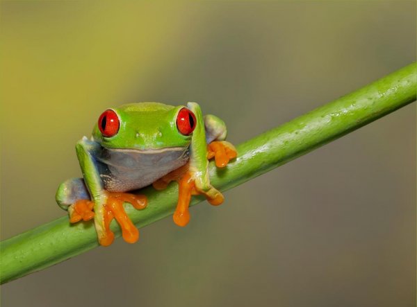 red-eyed-tree-frog_zps257efd80.jpg