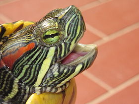 280px-Trachemys_scripta_elegans.JPG