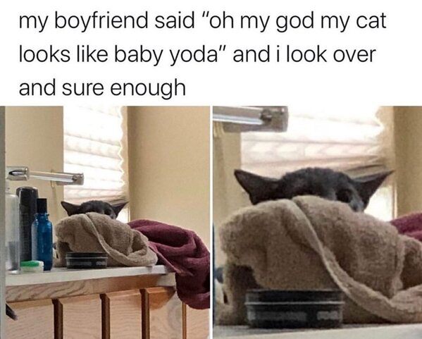 cat-my-boyfriend-said-oh-my-god-my-cat-looks-like-baby-yoda-and-look-over-and-sure-enough.jpg