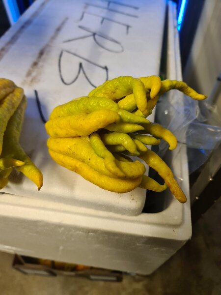 Cthulhu Vegetable (1).jpg