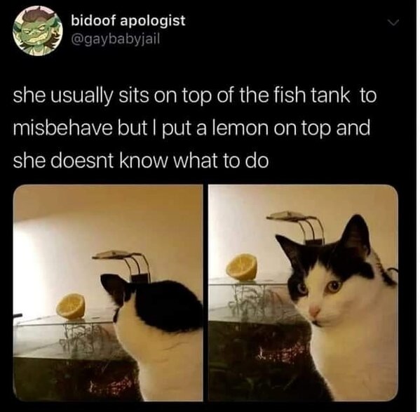 364605663_651180973713606_772632754823547505_n.jpg 364605663_651180973713606_772632754823547505_n.jpg