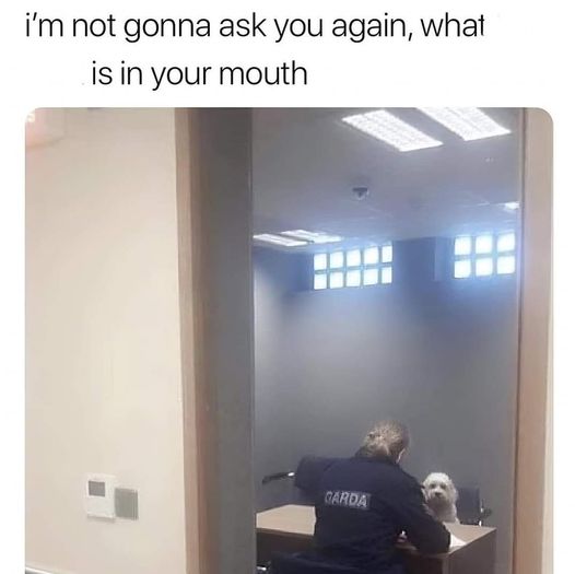 364690291_652180296947007_7741707216521406953_n.jpg 364690291_652180296947007_7741707216521406953_n.jpg