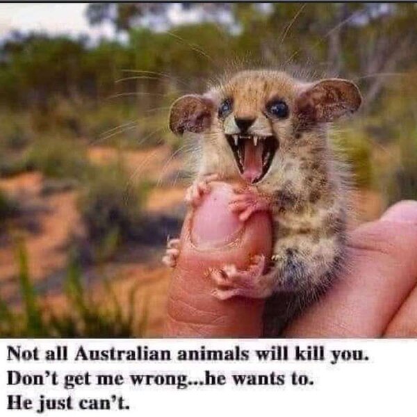 animal-sp-not-all-australian-animals-will-kill-dont-get-wrong-he-wants-he-just-cant.jpg