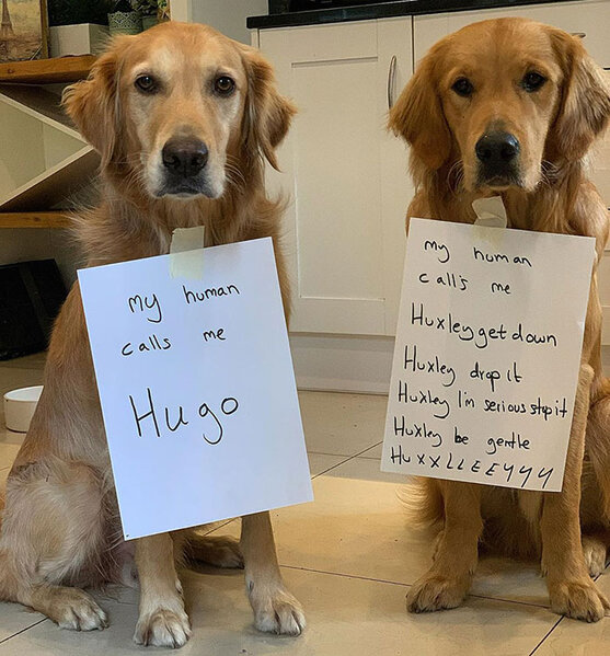 pet-shaming-5-5e7cad0373a24__700.jpg