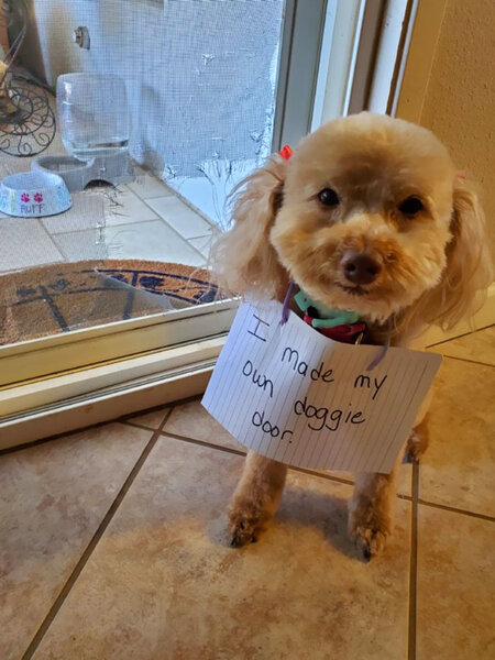 pet-shaming-16-5e81e175a2497__700.jpg