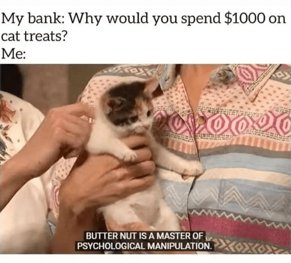 cat-my-bank-why-would-spend-1000-on-cat-treats-butter-nut-is-master-psychological-manipulation.png