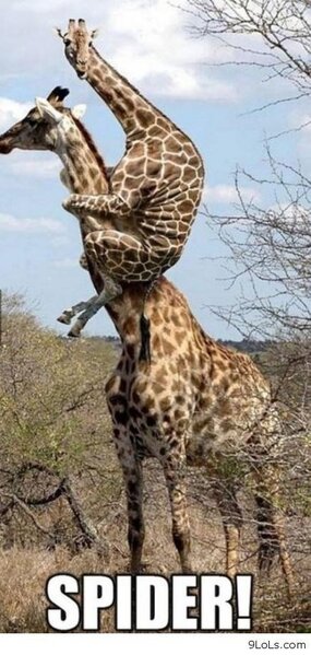 funny-meme-of-a-giraffe-that-jumped-atop-another-and-captioned-spider-to-imply-he-is-scared.jpeg