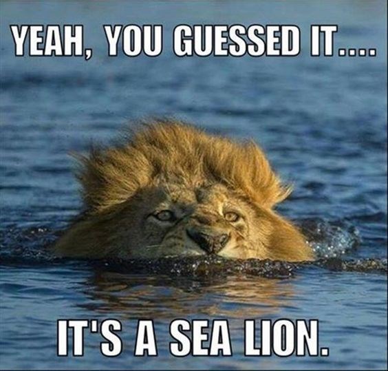 funny-lions-wildlife-yeah-you-guessed-itd-its-a-sea-lion.jpg