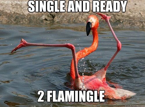 greater-flamingo-single-and-ready-funnychapcom-2-flamingle-quickmemecom.jpg