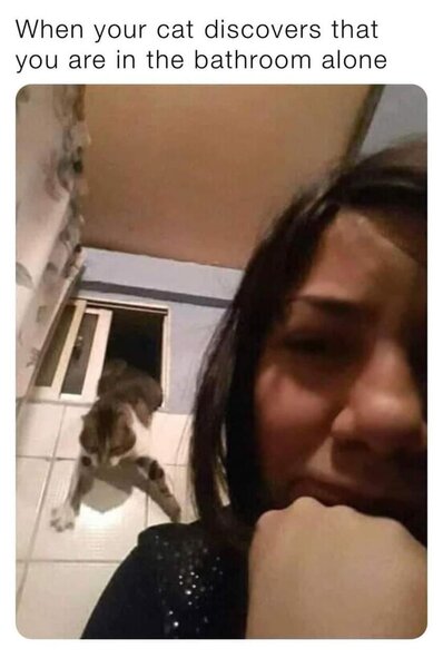 cat-cat-discovers-are-bathroom-alone.jpg