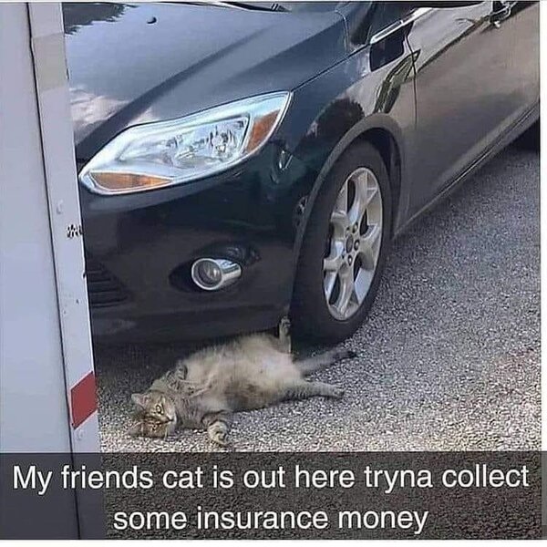 wheel-10-my-friends-cat-is-out-here-tryna-collect-some-insurance-money.jpg