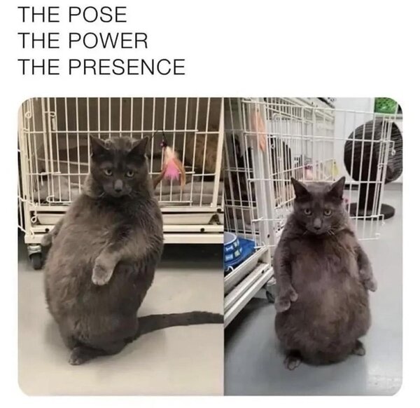 cat-pose-power-presence.jpg