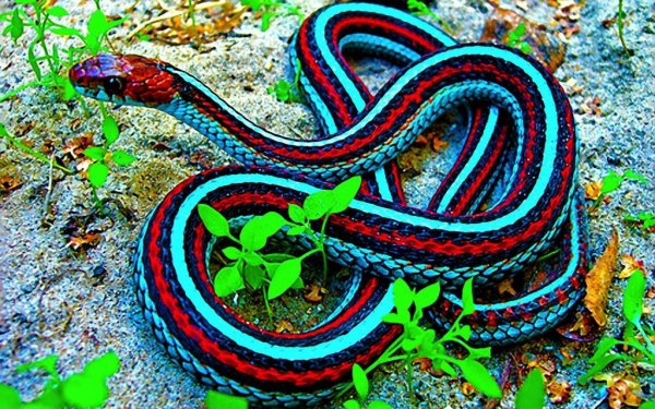 red_and_blue_snake_w1_zpsehjxr1ew.jpeg
