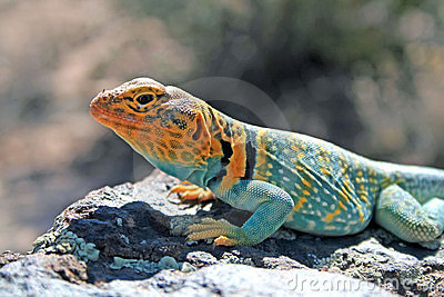 collard-lizard-9595875.jpg