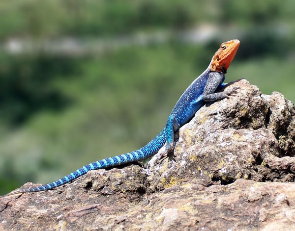 764px-Red-headed_Rock_Agama.jpg