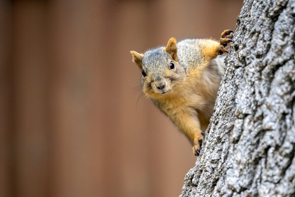 shutterstock_squirrel-2-xxxl.jpg