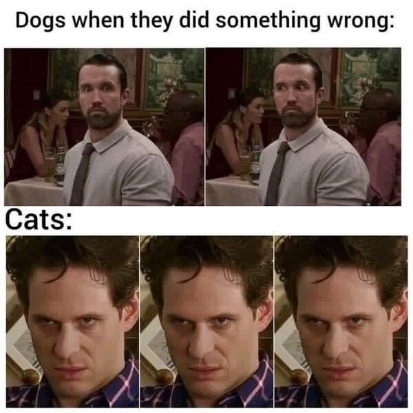 dogs-they-did-something-wrong-cats.jpg