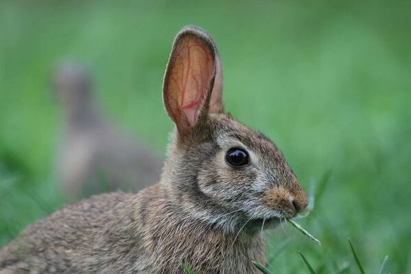 Eastern-Cottontail-ears.jpg