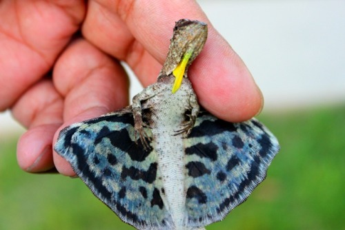 tumblr_inline_nz6834eyrS1tbvxo1_500.jpg tumblr_inline_nz6834eyrS1tbvxo1_500.jpg