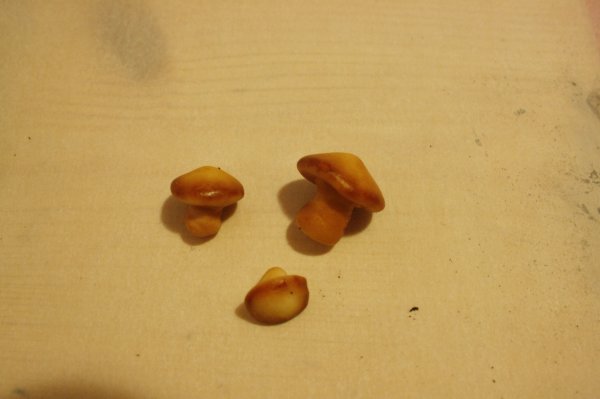 _MG_2718.Jpeg _MG_2718.Jpeg