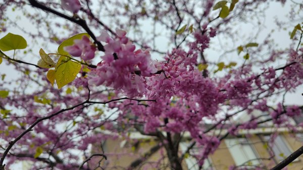 IMG_20250424_090054.jpg