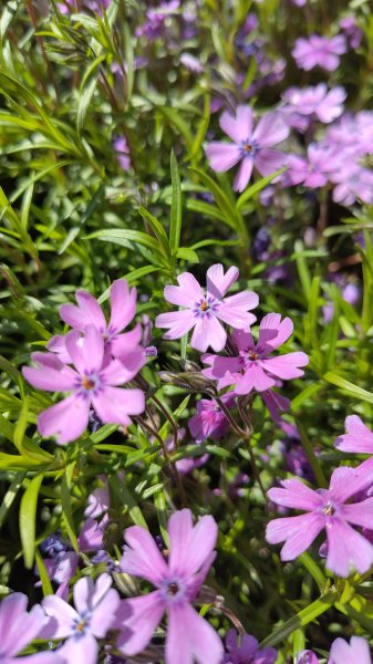 IMG_20250426_155945.jpg