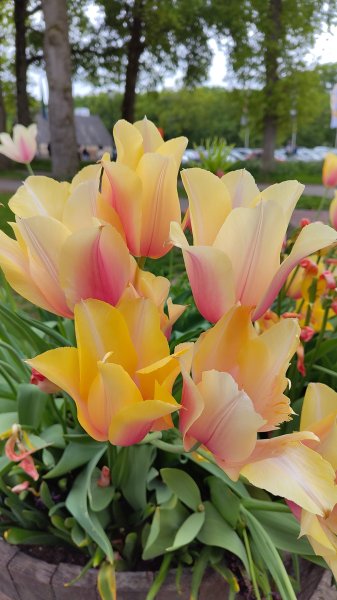 IMG_20250505_103703.jpg