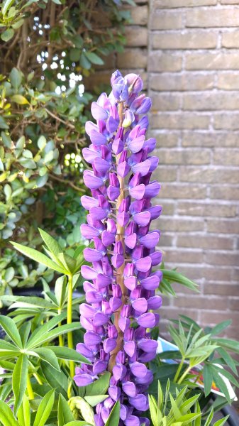IMG_20250517_120653.jpg