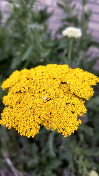 IMG_20250616_215748.jpg