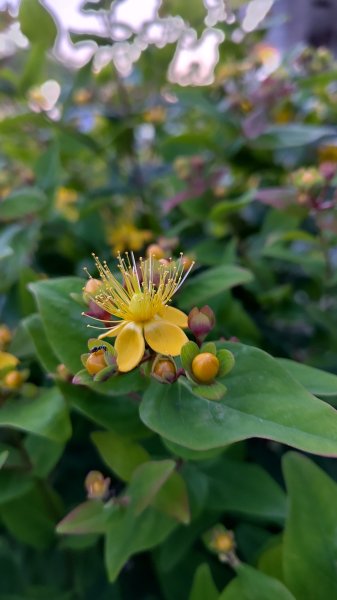 IMG_20250616_215811.jpg IMG_20250616_215811.jpg