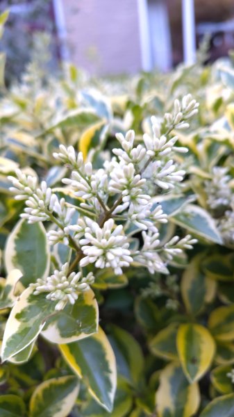 IMG_20250616_220203.jpg IMG_20250616_220203.jpg