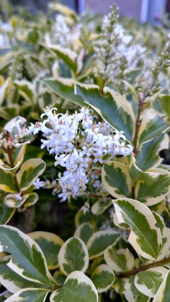 IMG_20250616_220209.jpg IMG_20250616_220209.jpg