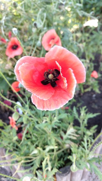 IMG_20250617_083453.jpg IMG_20250617_083453.jpg