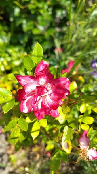 IMG_20250618_170552.jpg
