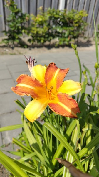 IMG_20250618_171640.jpg