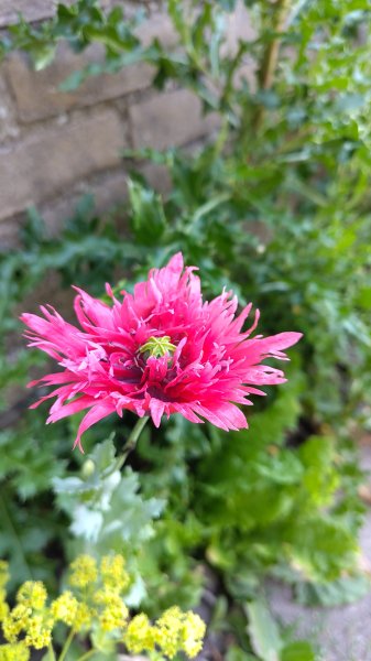 IMG_20250621_122401.jpg