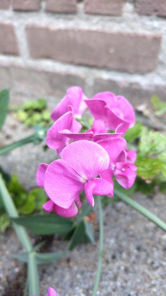 IMG_20250627_171833.jpg